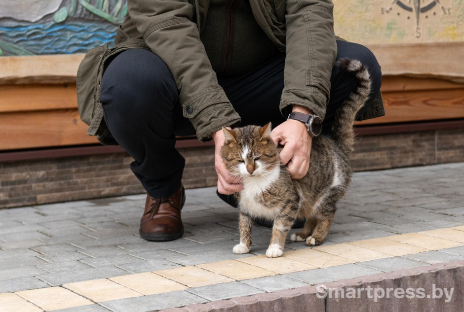 4-Кот Мурзик из агроусадьбы Чадель.jpg
