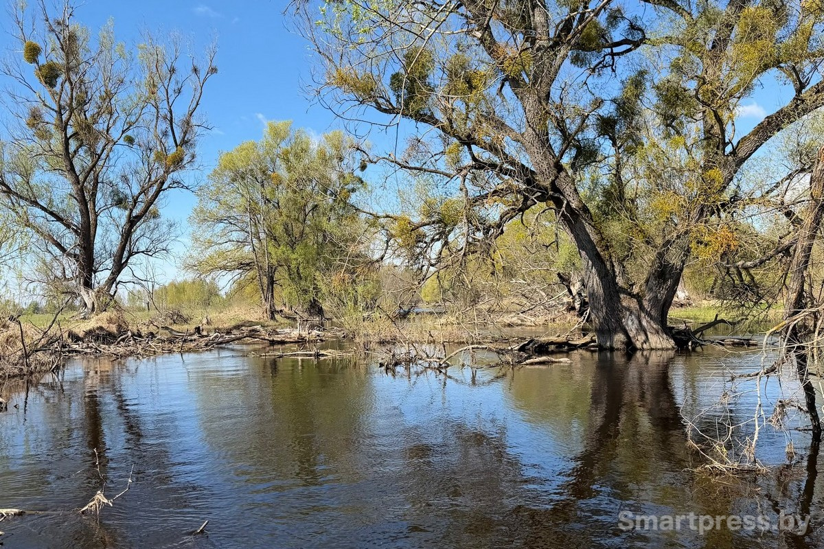 19-Пойменные леса Припяти.jpg