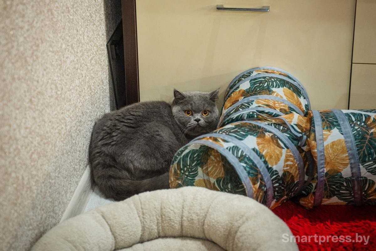 21-Баксу комфортно в уголке.jpg