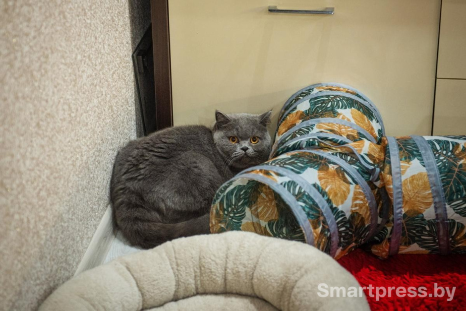 21-Баксу комфортно в уголке.jpg