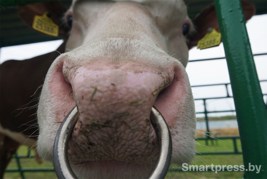 бык герефорд.jpg