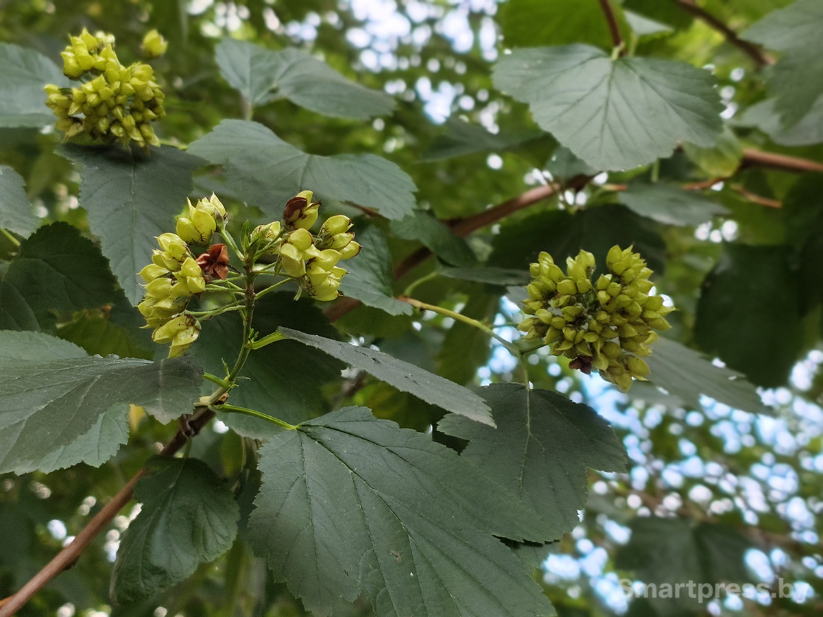 Redmi Note 17 Pro Max 5G фото Redmi Note 17 Pro Max 5G фото