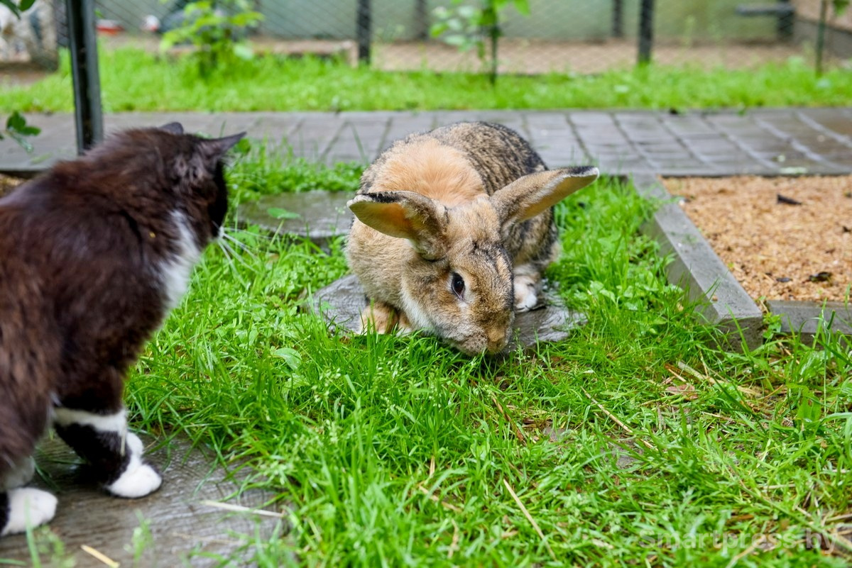 8-Зоосад семьи Марчук в Ходаково.jpg