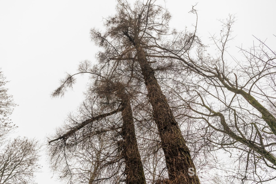 22-Деревья возле усадьбы.jpg