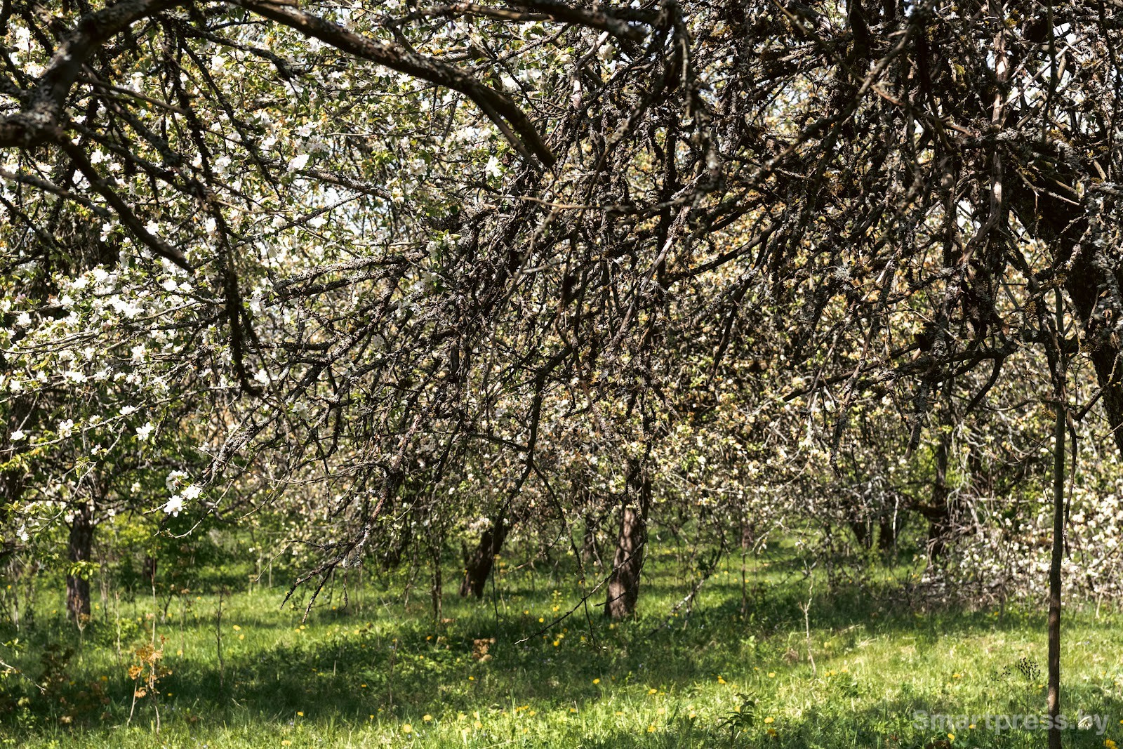 18-Яблоневый сад в Воложинском районе.jpg