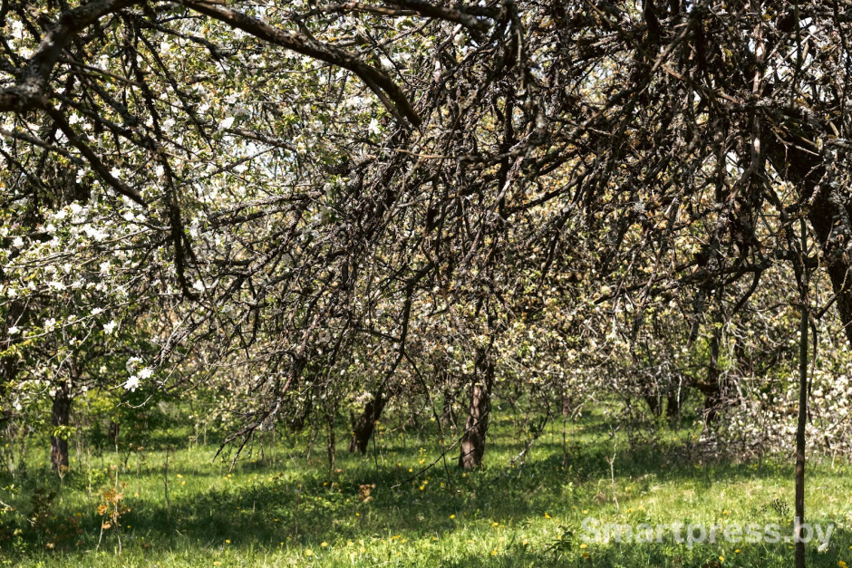 18-Яблоневый сад в Воложинском районе.jpg