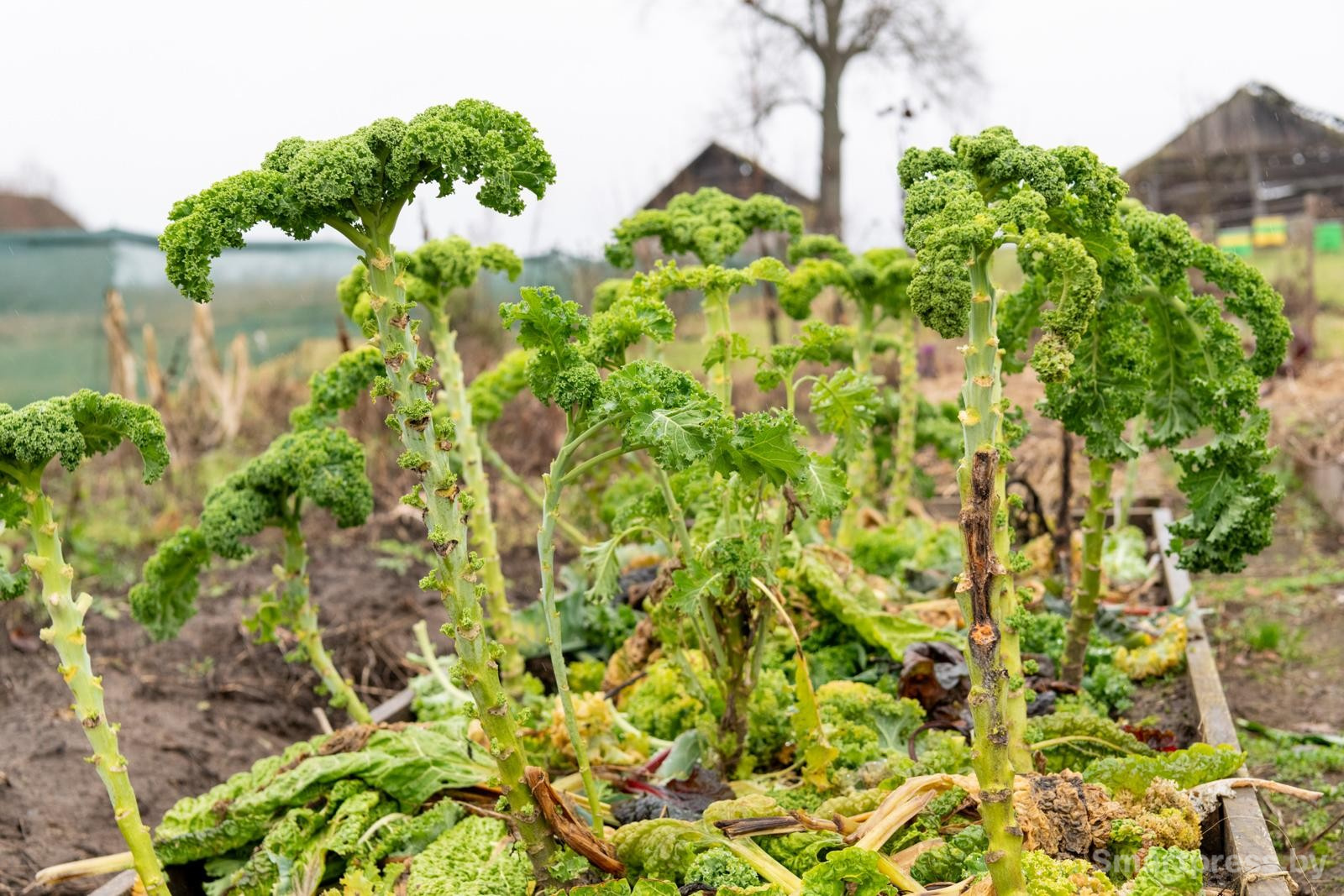 26-Капуста в огороде.jpg 26-Капуста в огороде.jpg