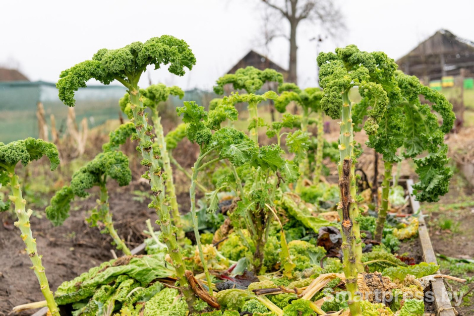 26-Капуста в огороде.jpg 26-Капуста в огороде.jpg