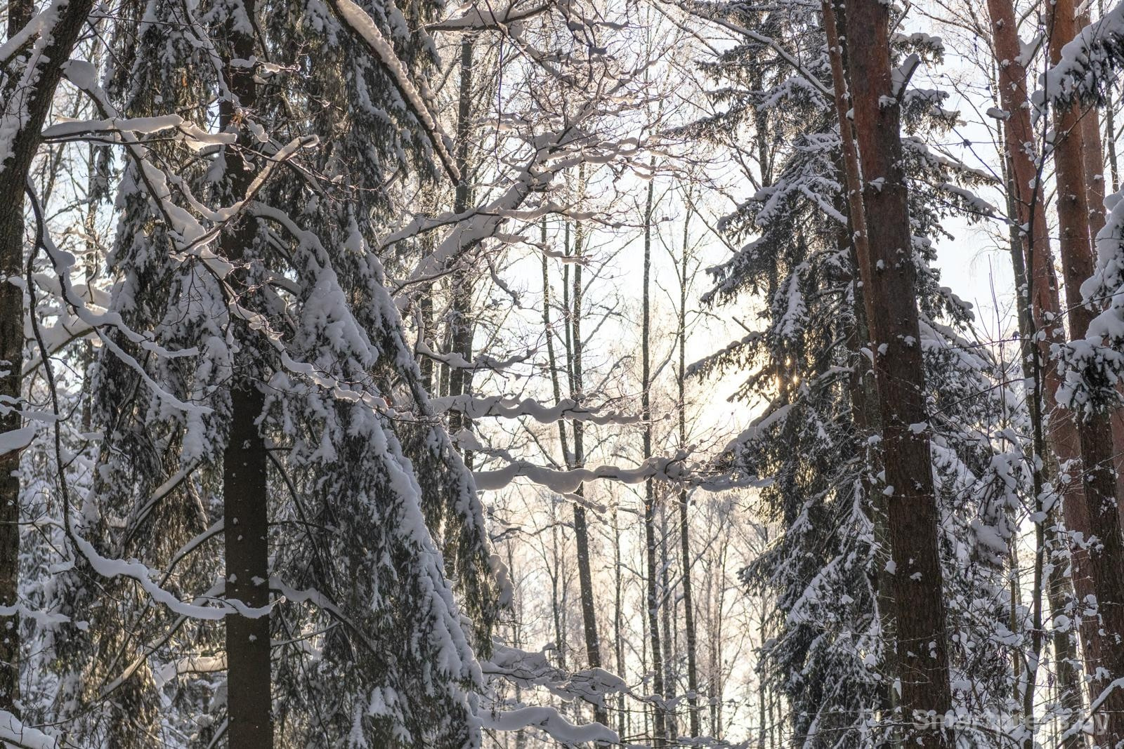 10-Зимний лес.jpg