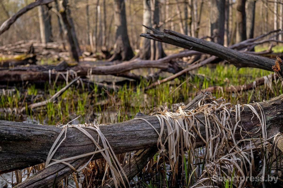 15-Поваленные деревья.jpg