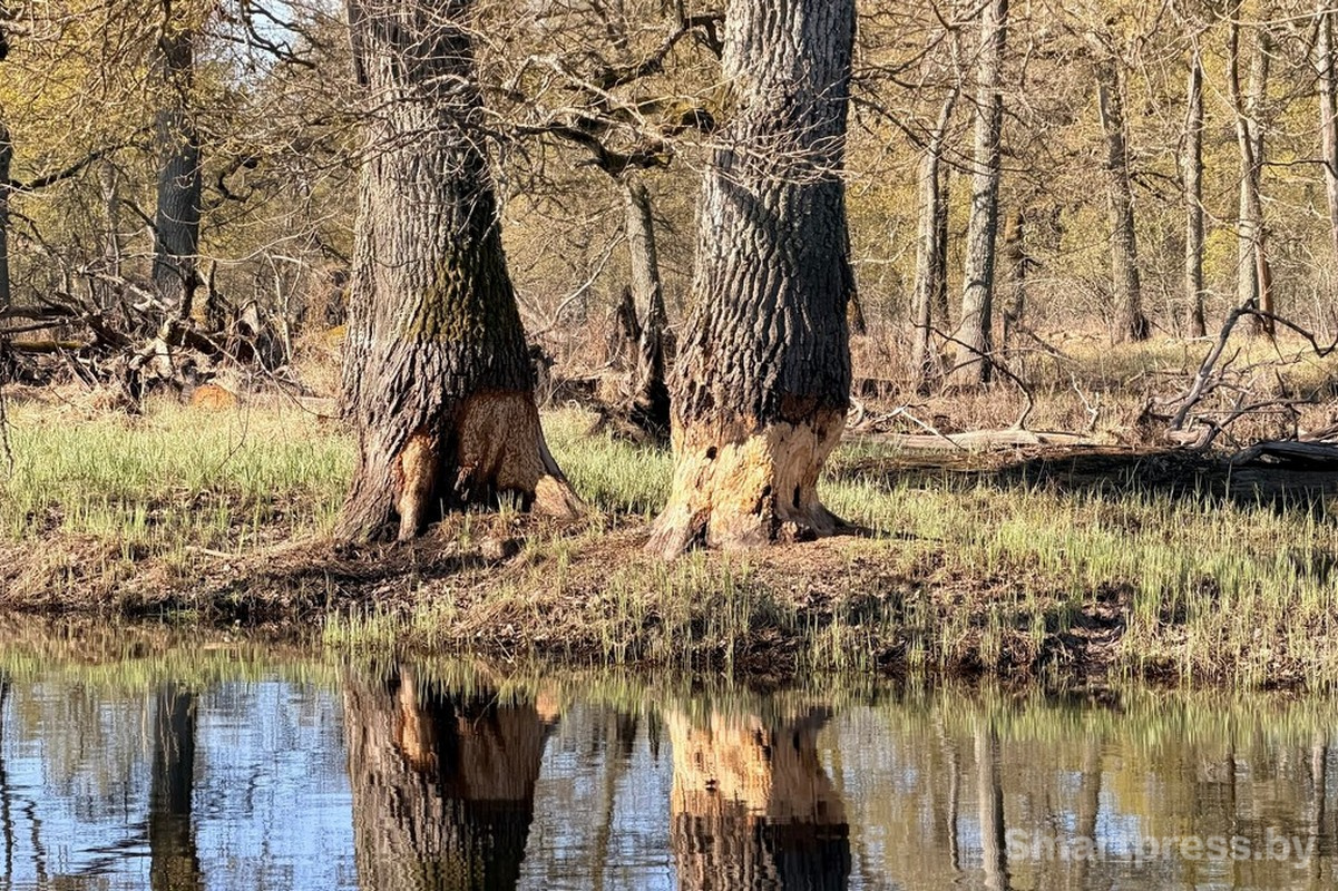 14-Подточенные бобрами деревья.jpg