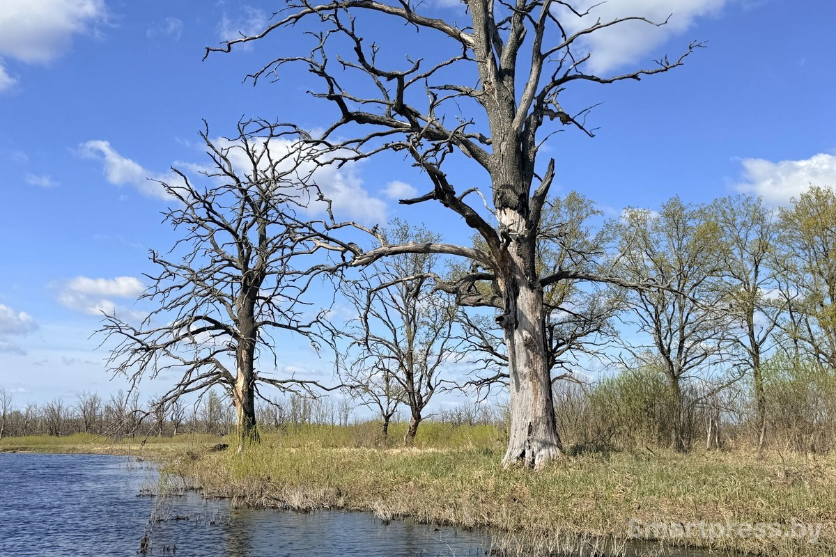 20-Пойменные леса Припяти.jpg