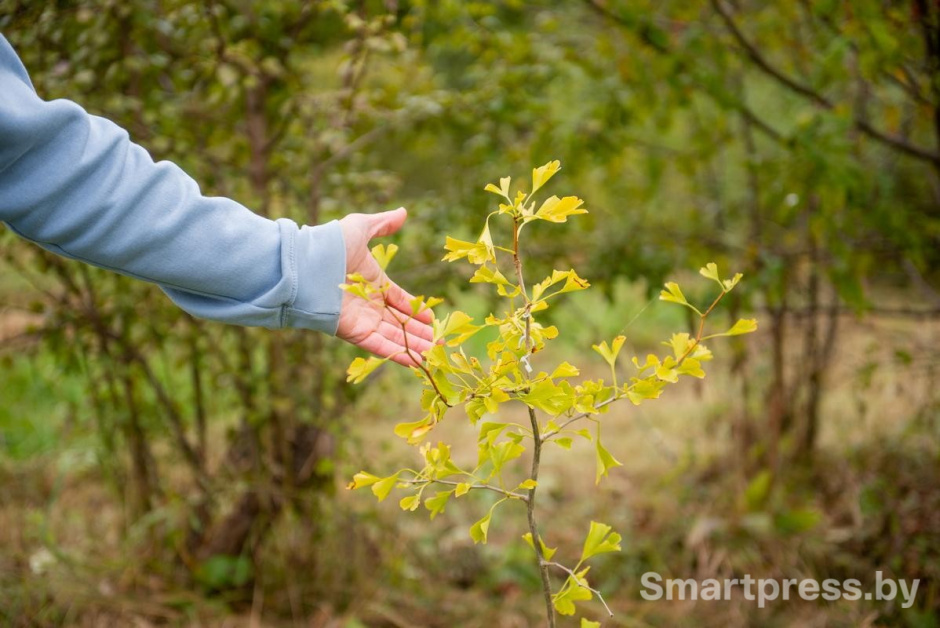15-Саженец в лабиринте гинкго билоба.jpg