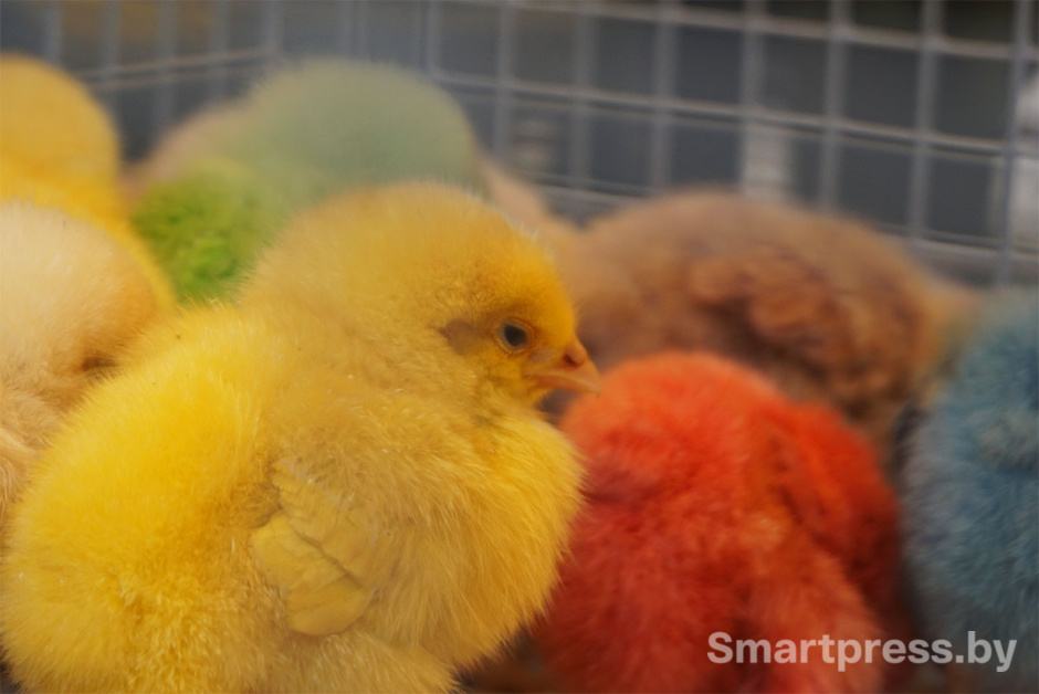 цыплята белагро2.jpg
