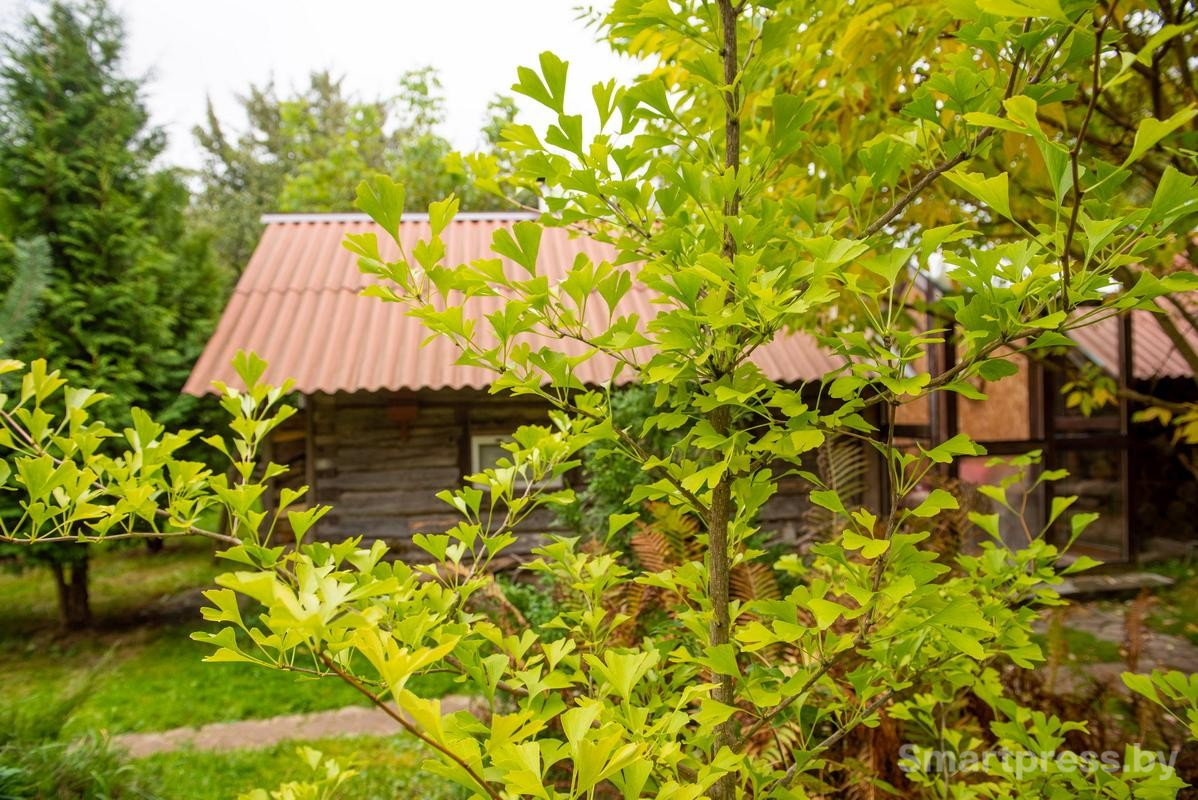 12-Гинкго растущий возле дома Александра.jpg
