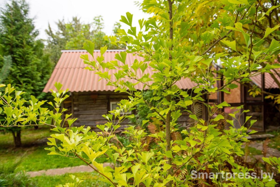 12-Гинкго растущий возле дома Александра.jpg