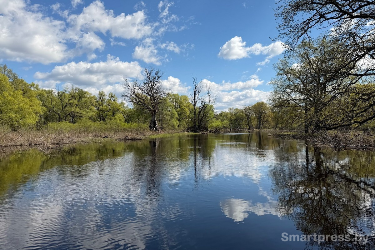 10-Пойменные леса Припяти.jpg