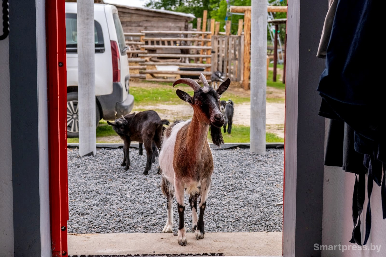 4-Женщина разводит коз в белорусской деревне.jpg