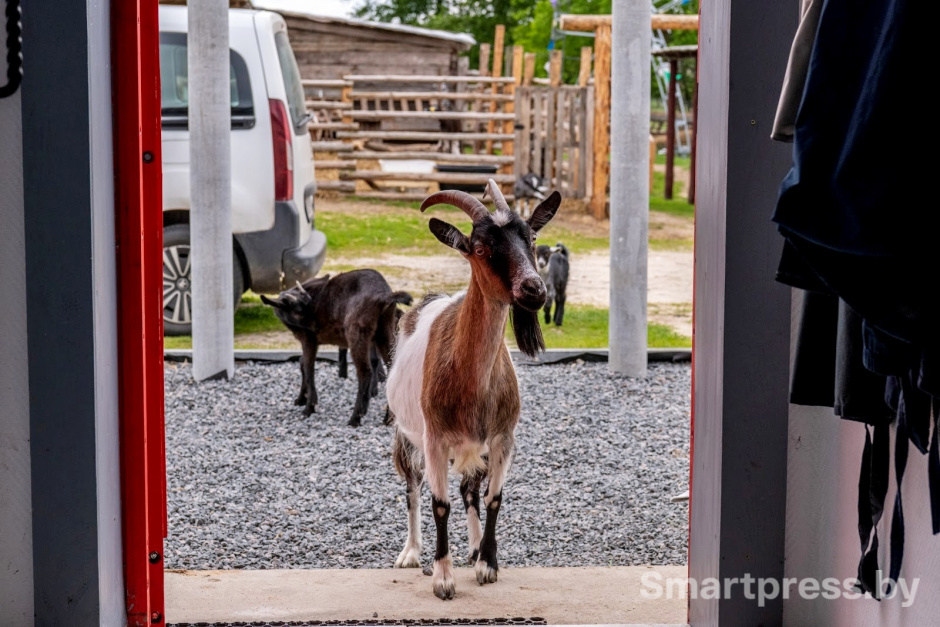 4-Женщина разводит коз в белорусской деревне.jpg