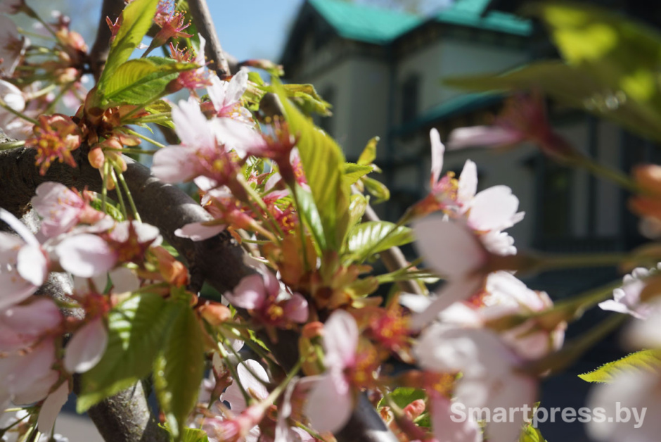 лошицкий парк.jpg