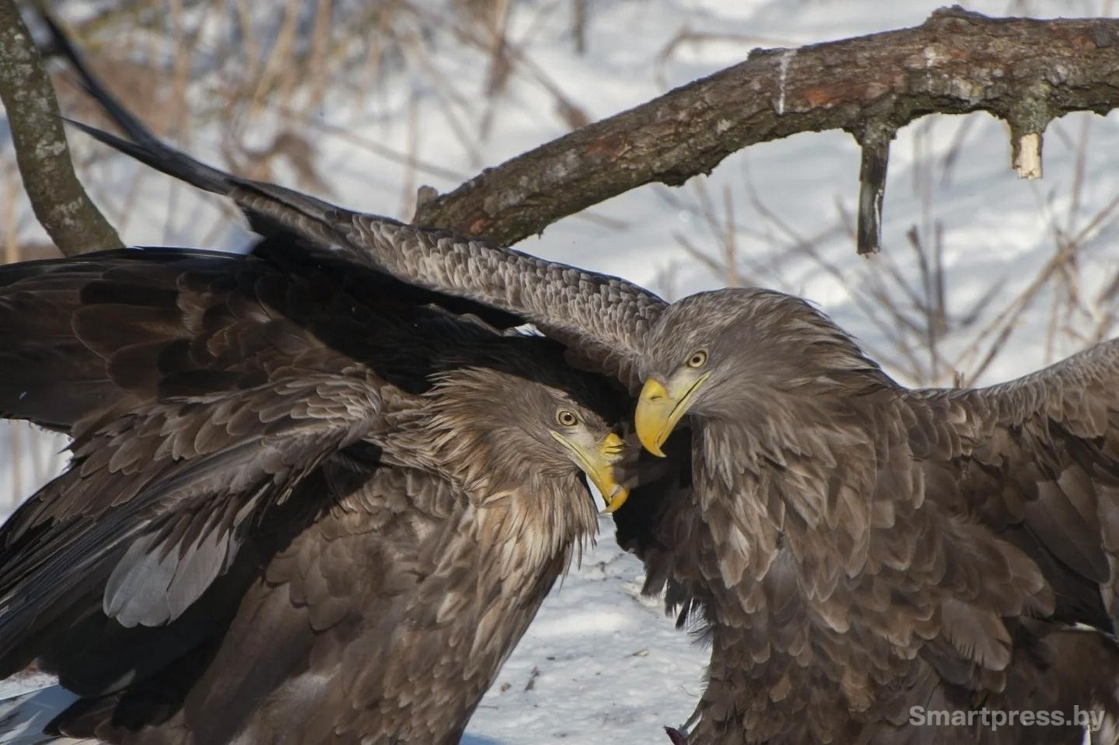 7-Пара орланов-белохвостов.jpg