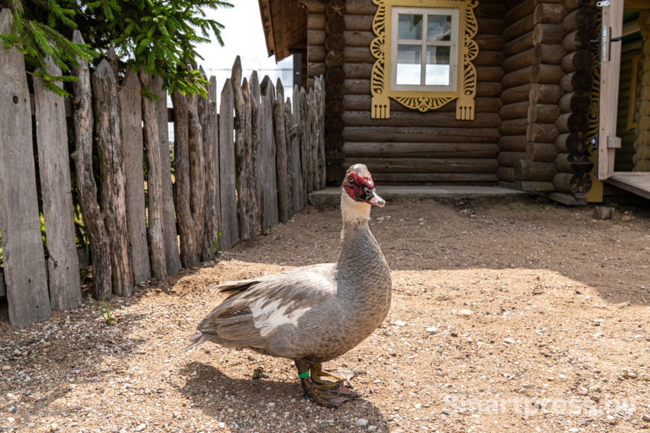 Мускусная утка.jpg