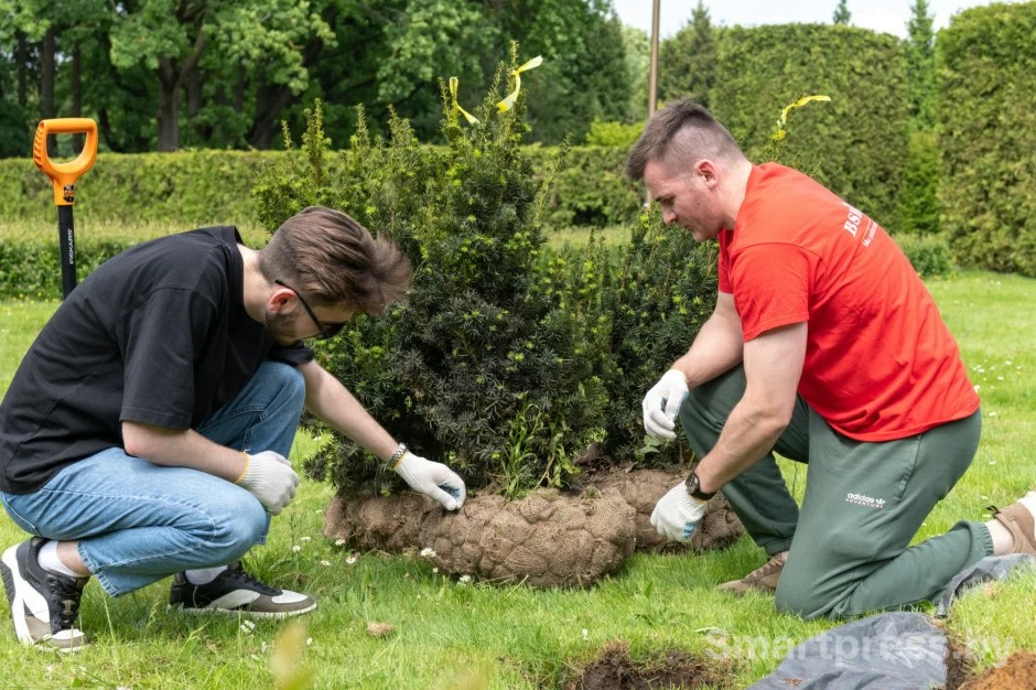 Сотрудники БСБ Банка высаживают алею тисов в минском Ботаническом саду Сотрудники БСБ Банка высаживают алею тисов в минском Ботаническом саду