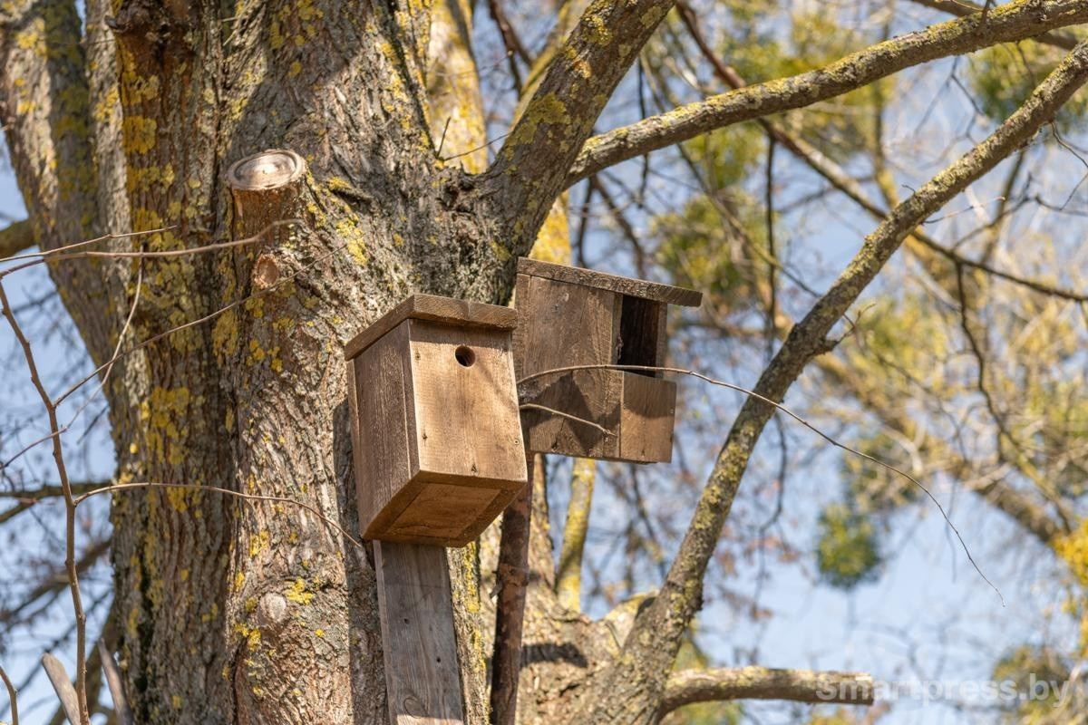 7-Птичьи апартаменты.jpg