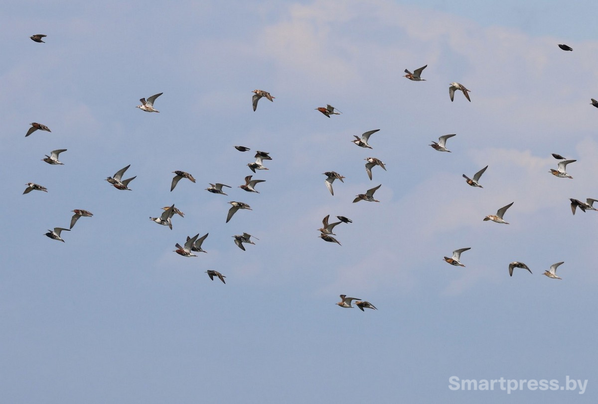 5-Стая турухтанов в небе.jpg
