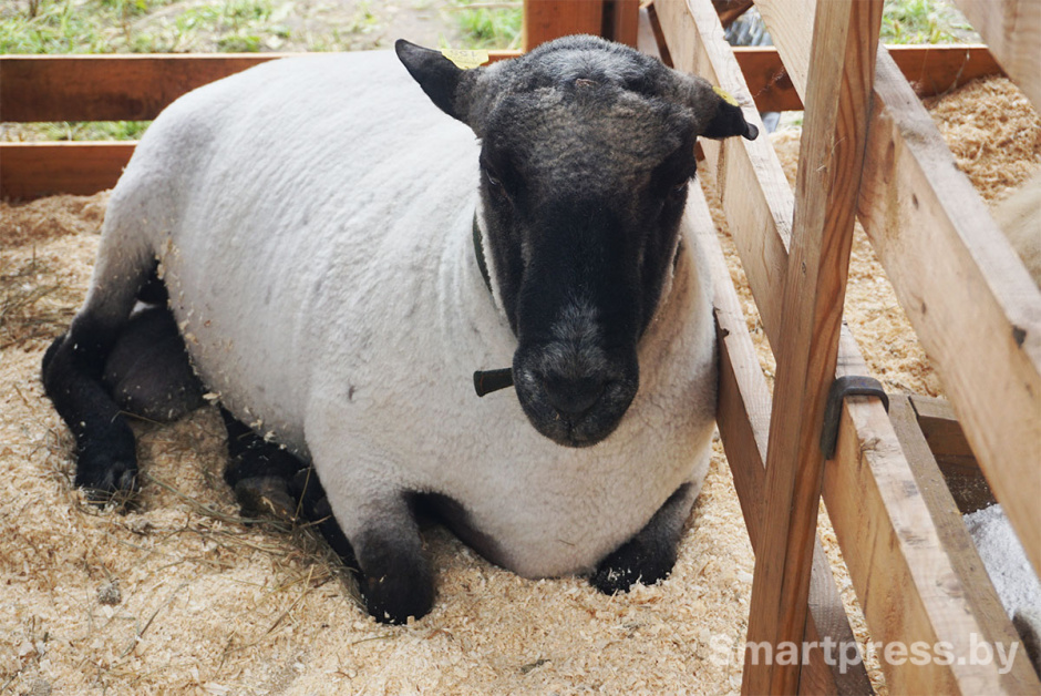 литовская темноголовая овца.jpg