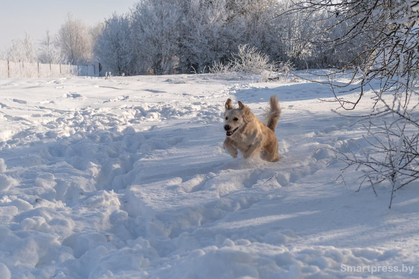 15-Золотистый ретривер бежит по снегу.jpg