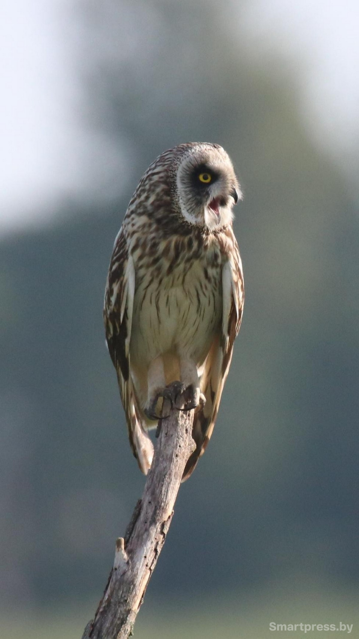 6- Галяяя!!! Фото Дмитрия Конева.jpg