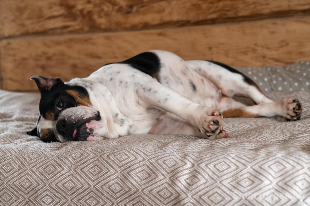 25-Собака отдыхает на кровати.jpg