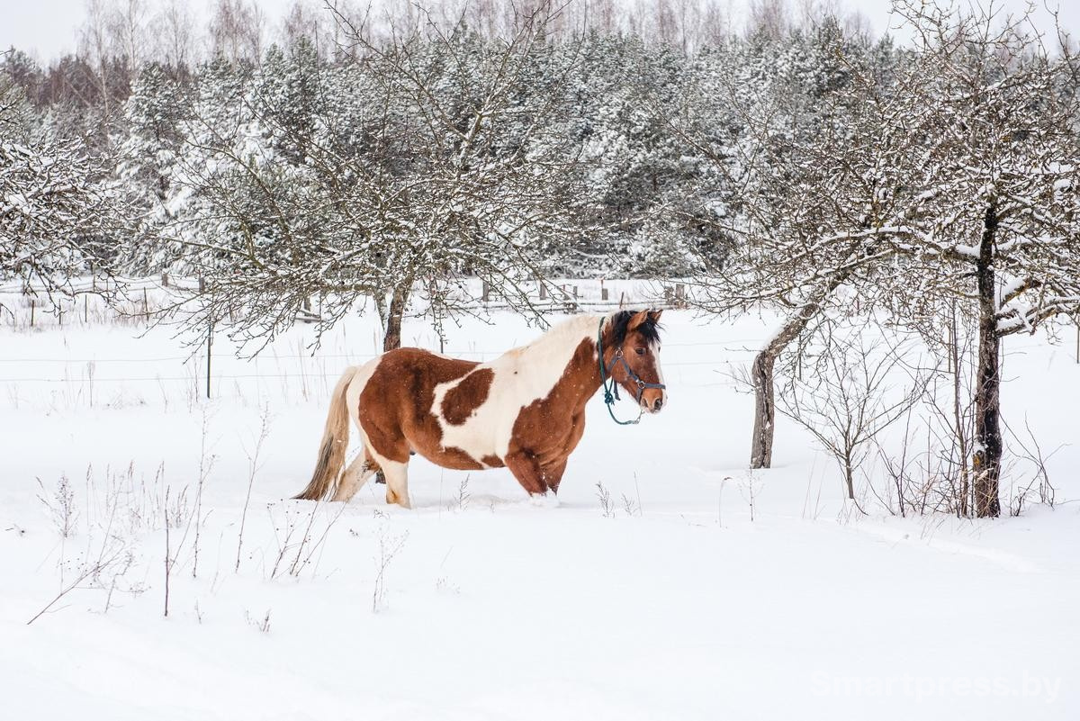 27-Конь на снегу.jpg