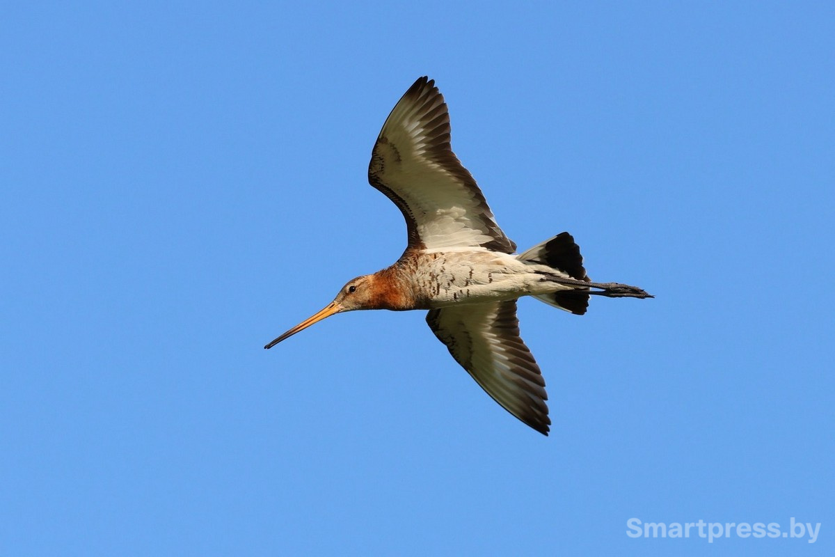 15-Большой веретенник во время полета.jpg