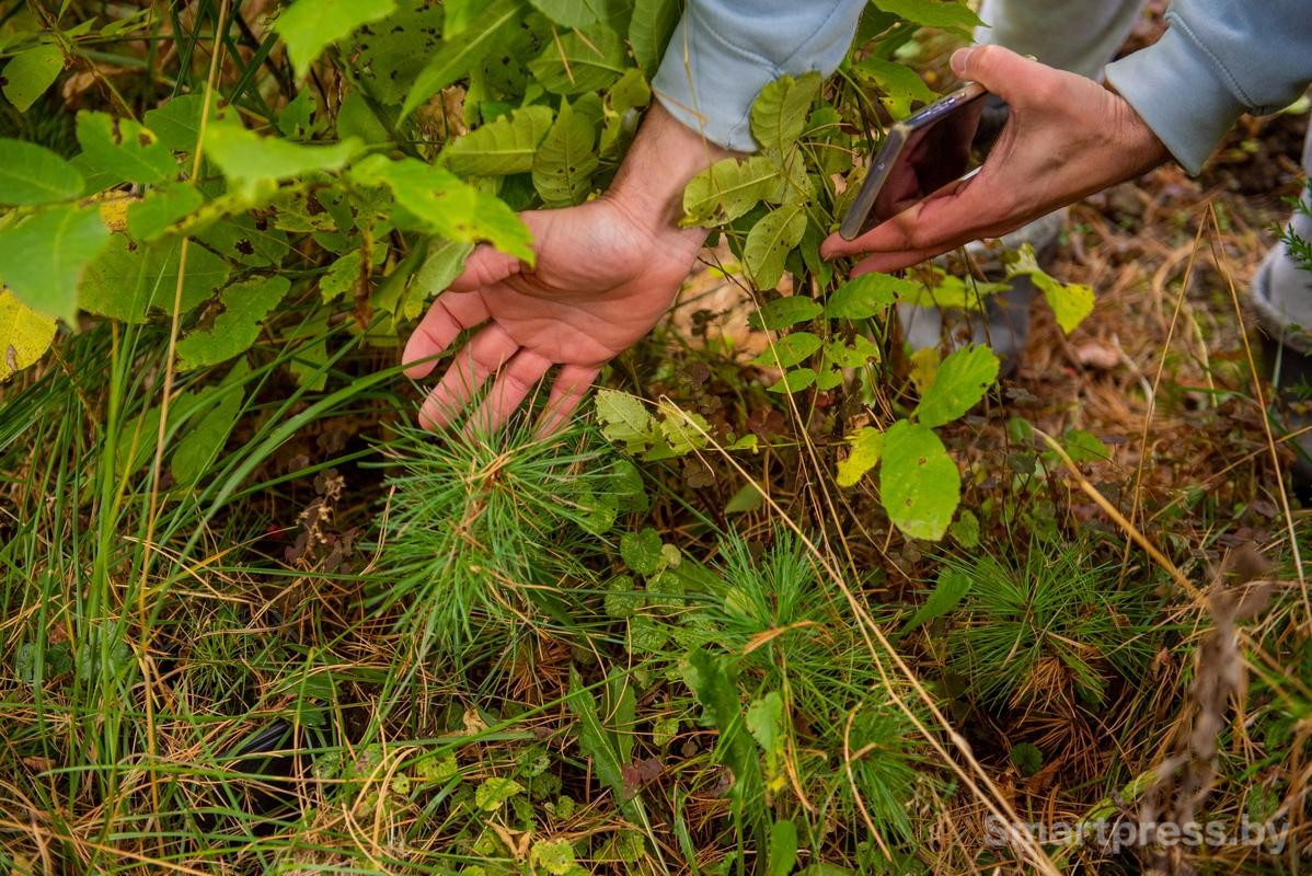 23-Саженцы кедра.jpg