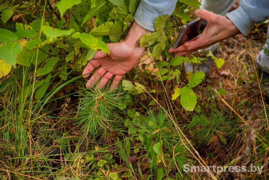 23-Саженцы кедра.jpg