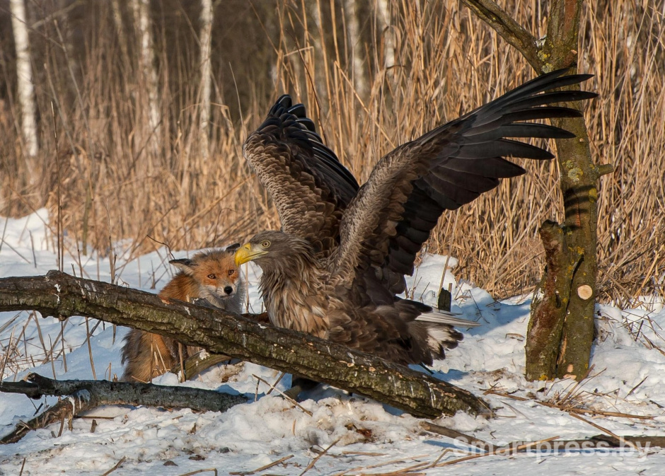 20-Орлан-белохвост и лиса.jpg