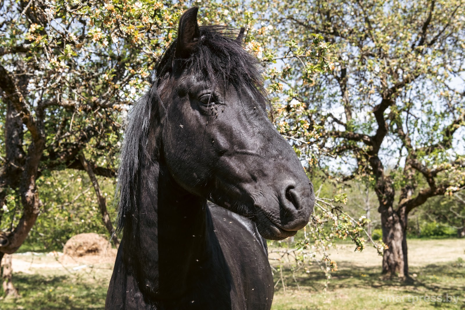 3-Жеребец Ворон.jpg