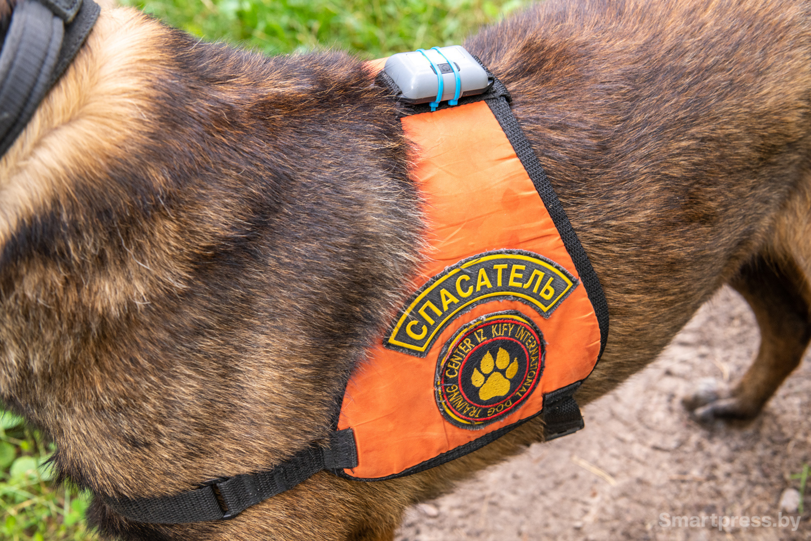 Кинологический центр "Из Кифы"