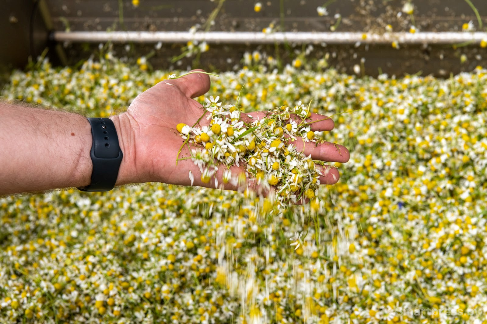 24-Как собирают ромашку в деревне Пищалово.jpg