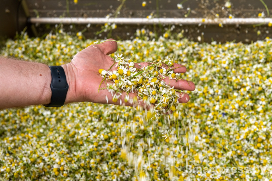 24-Как собирают ромашку в деревне Пищалово.jpg