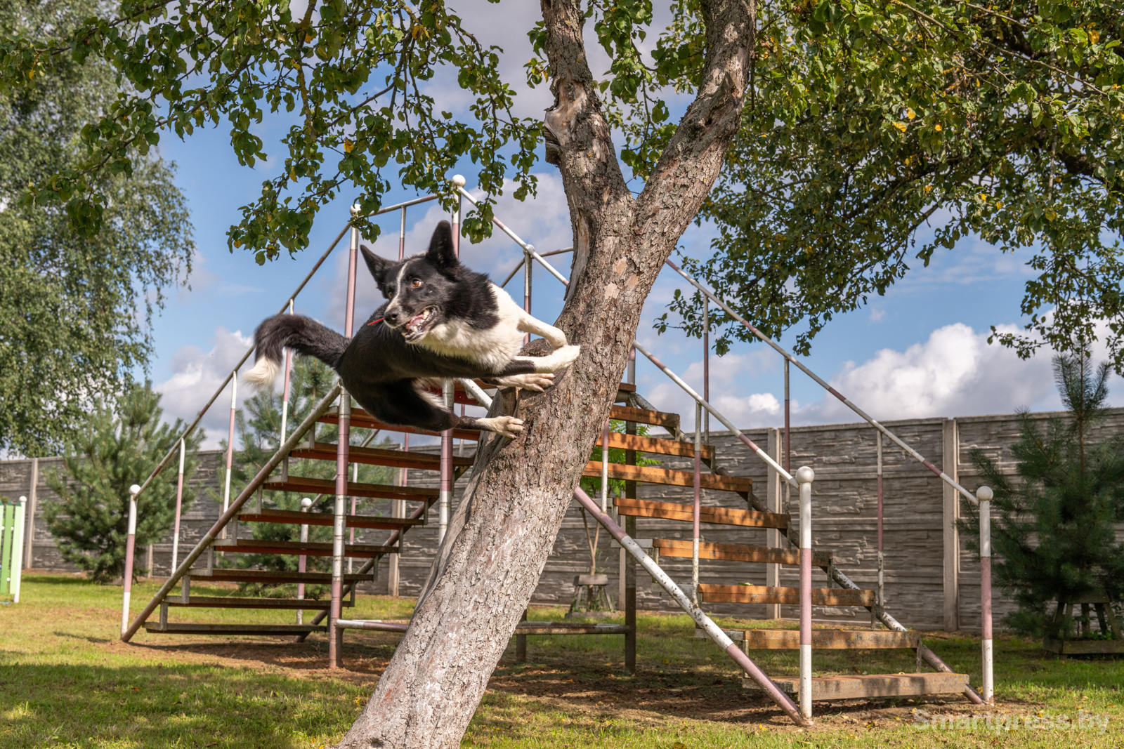 Кинологический центр "Из Кифы"