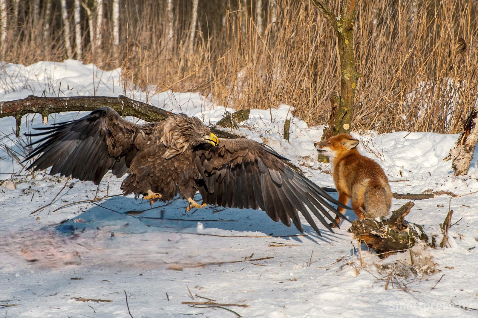 18-Орлан-белохвост и лиса.jpg