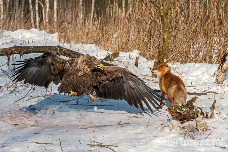18-Орлан-белохвост и лиса.jpg 18-Орлан-белохвост и лиса.jpg