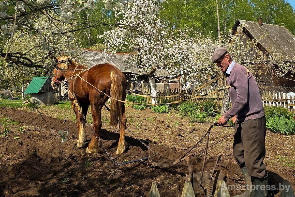 2-Дед и конь пашут огород.jpg