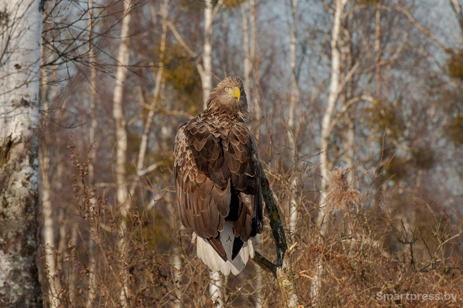 3-1-Орлан-белохвост на ветке.jpg