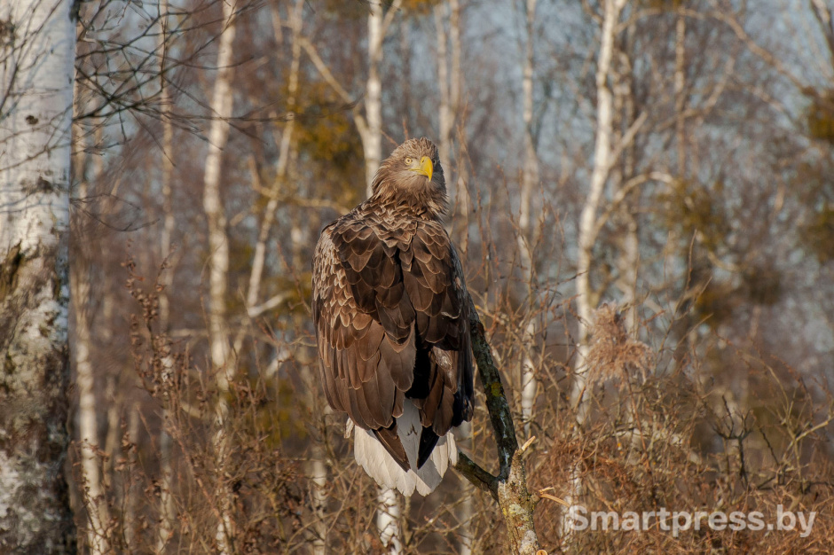 3-1-Орлан-белохвост на ветке.jpg 3-1-Орлан-белохвост на ветке.jpg