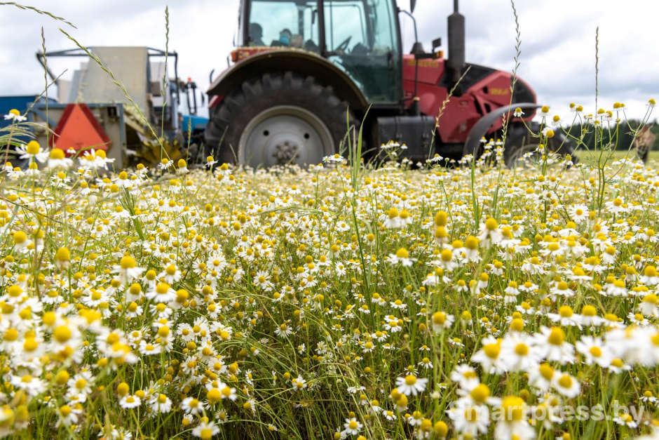 17-Трактор собирает ромашку в деревне Пищалово.jpg