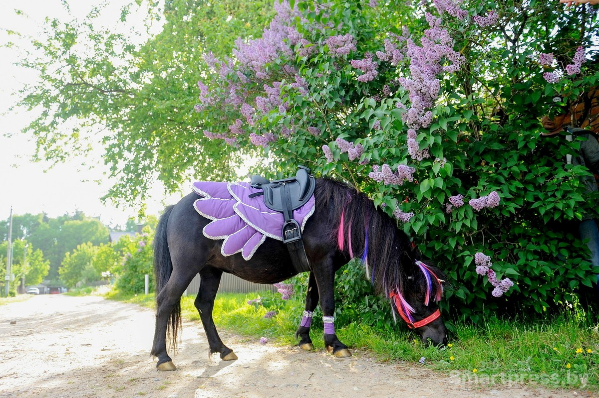 20-Пони Сирень.jpg